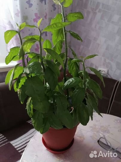 Комнатные цветы педилантус