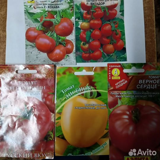 Рассада помидор