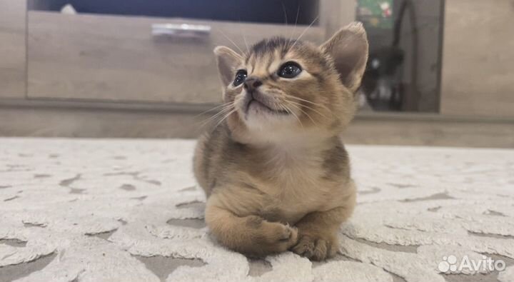 Абиссинские котята