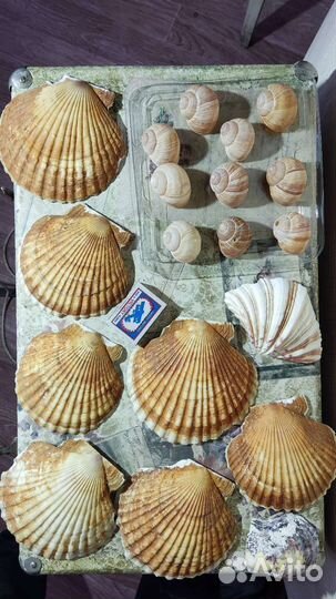 Флорариум наполнение, декор, ракушки