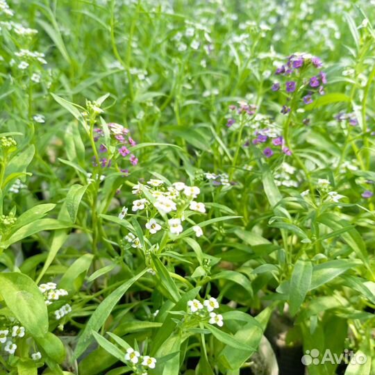 Бархатцы, лобелия, алисимус и многое другое