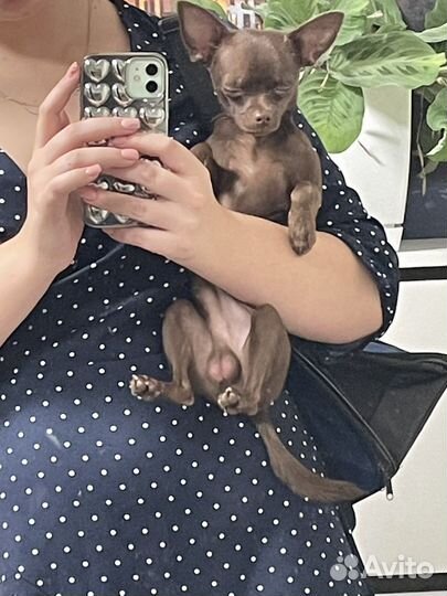 Вязка кобель чихуахуа