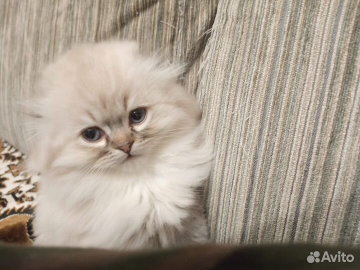 Шиншилла шотландская