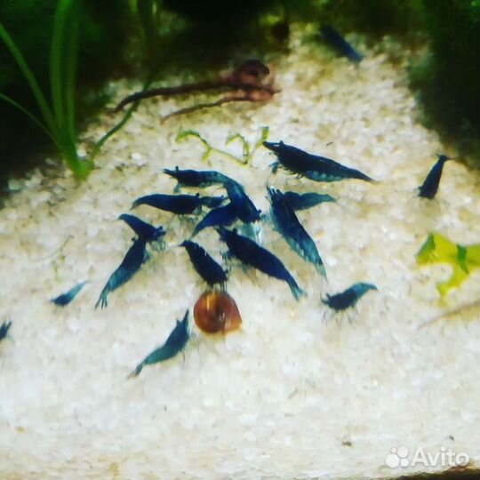 Номерные сомики, креветки синие, корм, грот