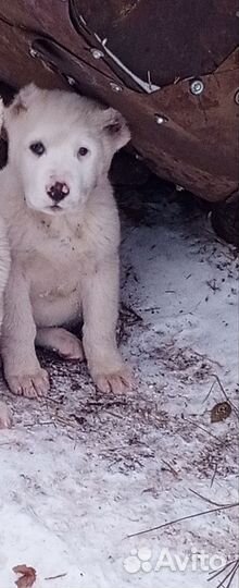 Продаются щенки алабая