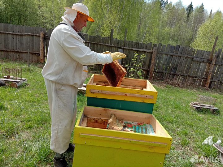 Продаются пчелосемьи