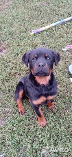 Ротвейлер щенки