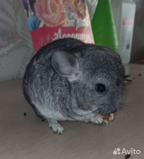 Шиншилла