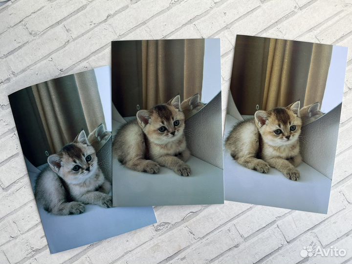 Печать фотографий, текста