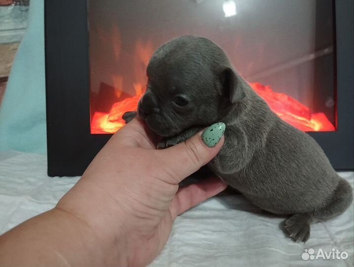 Французский бульдог щенки