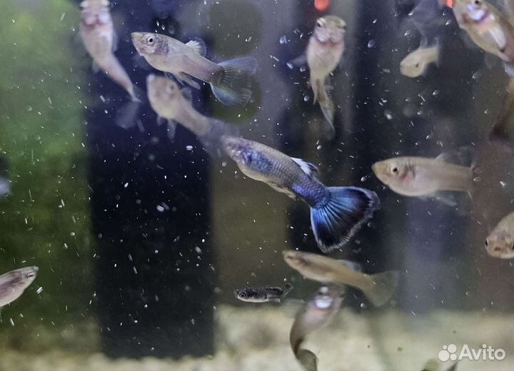 Гуппи, московские, сине-зеленые