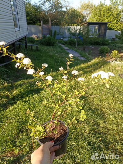 Спирея Вангутта