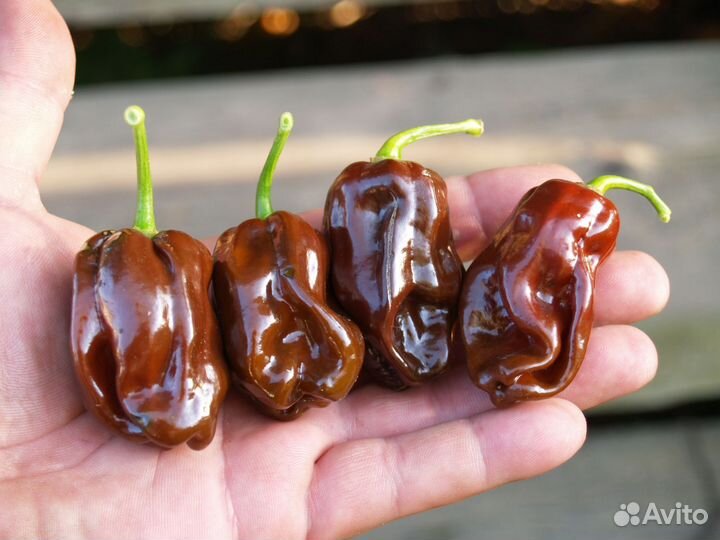 Эктремально острые перцы