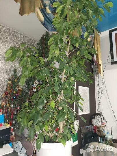 Фикус бенджамина большой