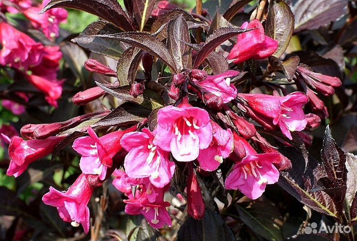 Вейгела Александра