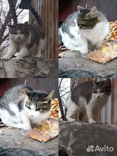 Кошечка ищет заботливых хозяев