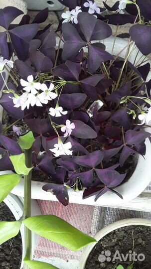 Оксалис. Цветок счастья Отростки