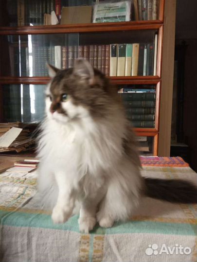 Кошка в дар