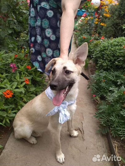 Собака в добрые руки отдам бесплатно