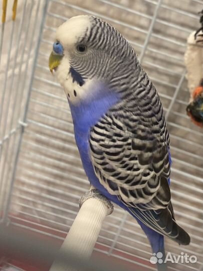 Волнистый попугай