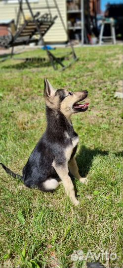 Восточноевропейская овчарка