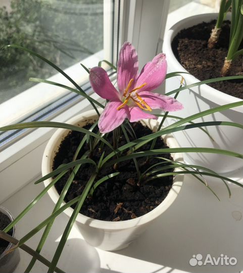 Зефирантес выскочка розовый