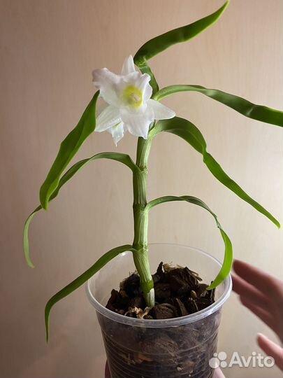 Орхидеи из домашней коллекции