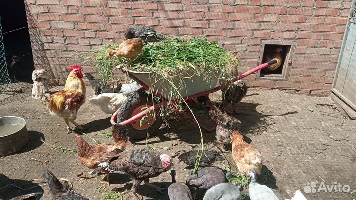 Разная птица