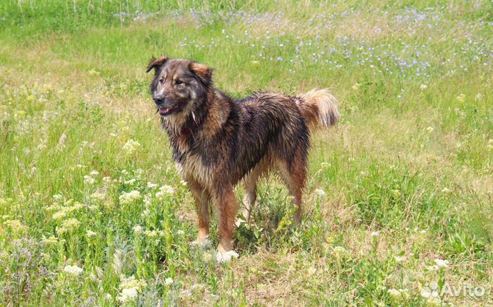 Крупная собака в дар