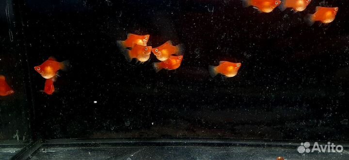 Аквариумные рыбки данио,тернеция,гуппи,пецилия