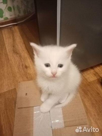 Сибирские котята