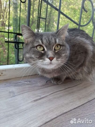 Кошечка молодая ищет дом