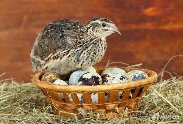 Яйца перепелиные домашние