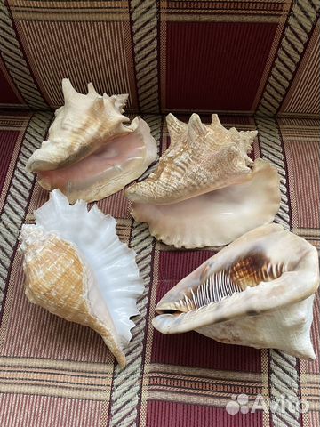 Раковины с Карибского моря