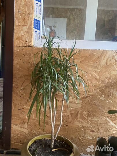 Рестения, цветы