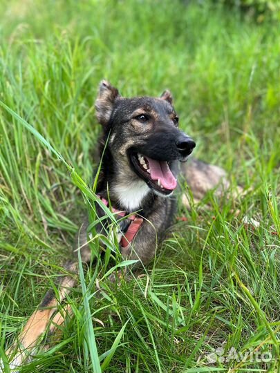 Ласковая собака из приюта ищет дом