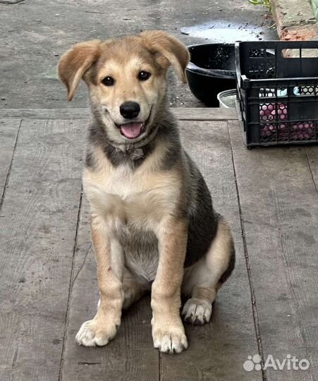 Щенки ищут дом