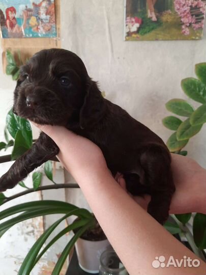 Собака Английский кокер спаниель щенок девочка