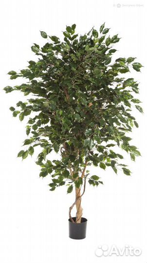 Фикус Бенджамина Де Люкс 180 см