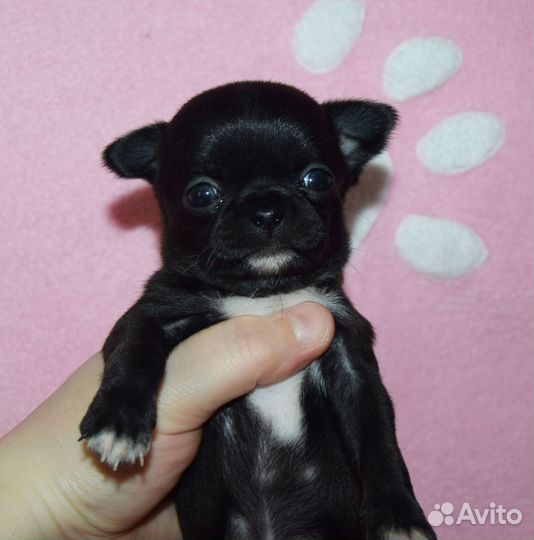Щенки чихуахуа