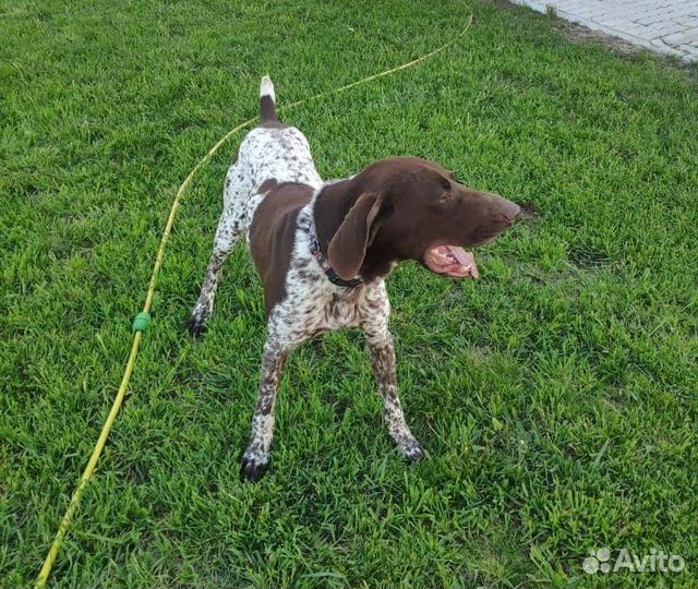 Потерялась собака