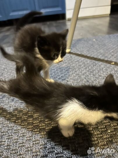 Котята мышеловы
