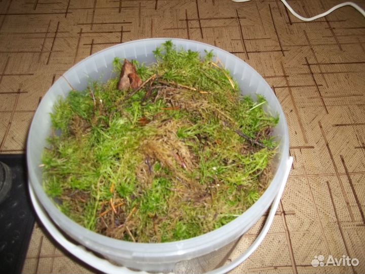 Мох сфагнум