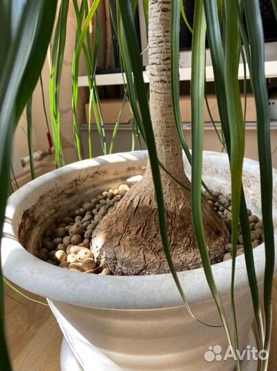 Пальма Нолина Бокарнея 120 см