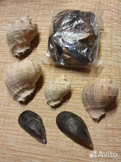 Ракушки морские