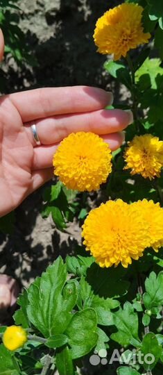 Хризантемы