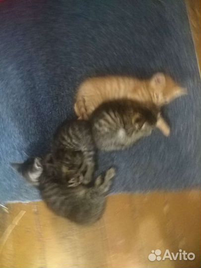 Котята дaром