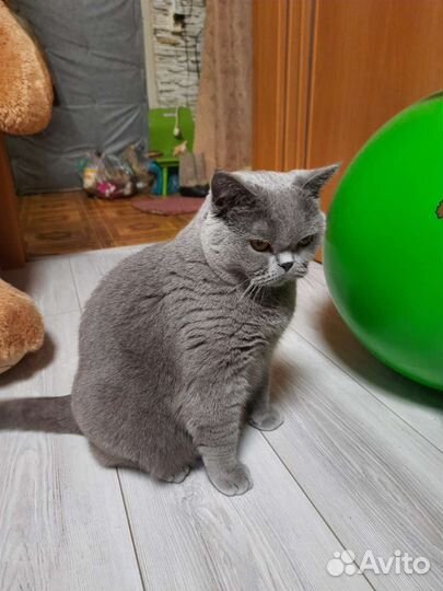 Британский кот в добрые руки