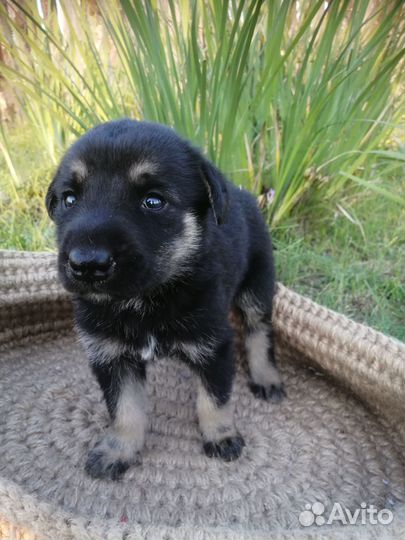 Отдам щенка