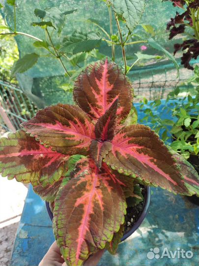 Колеусы сортовые